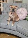 Sheba