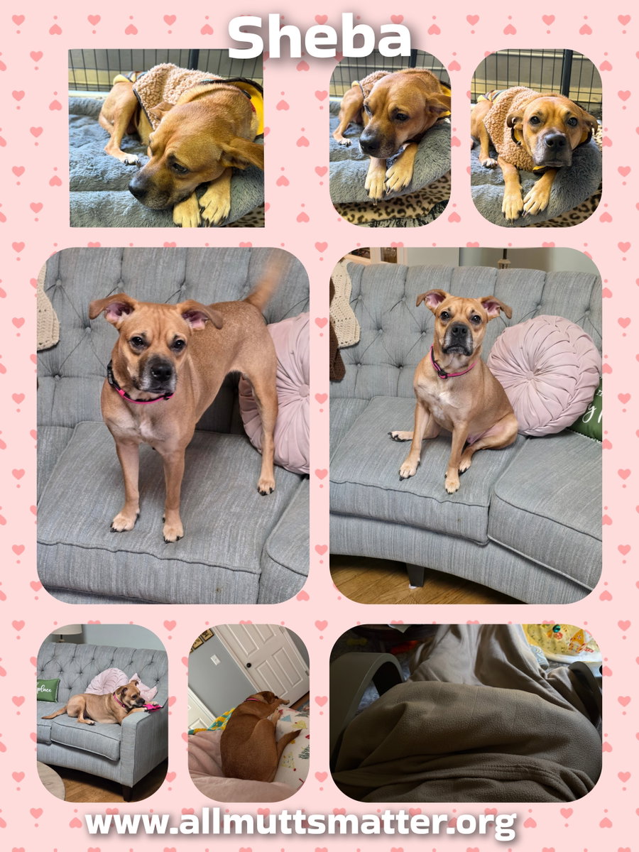 Sheba