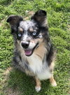 Sheldon - Photo 1