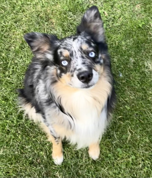 SHELDON - Australian Shepherd available for adoption