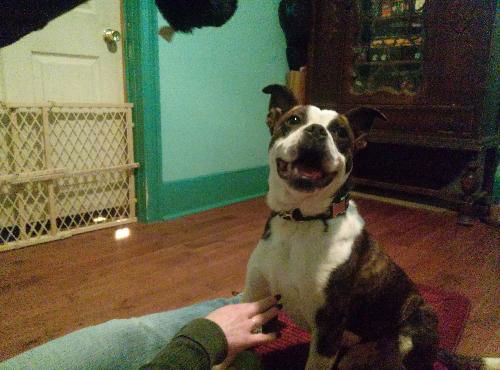 Buddy