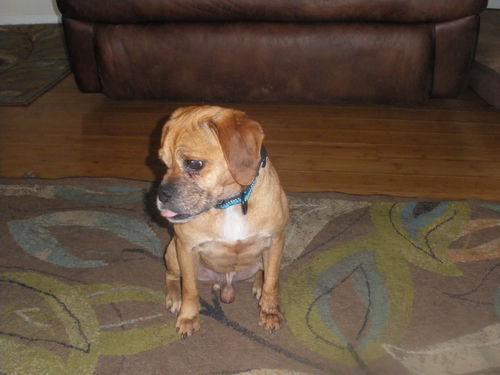 Toby