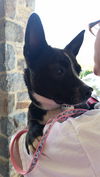 Abby - Adoption Pending. :-)