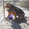 Allie McBeagle - Adoption Pending  :-)