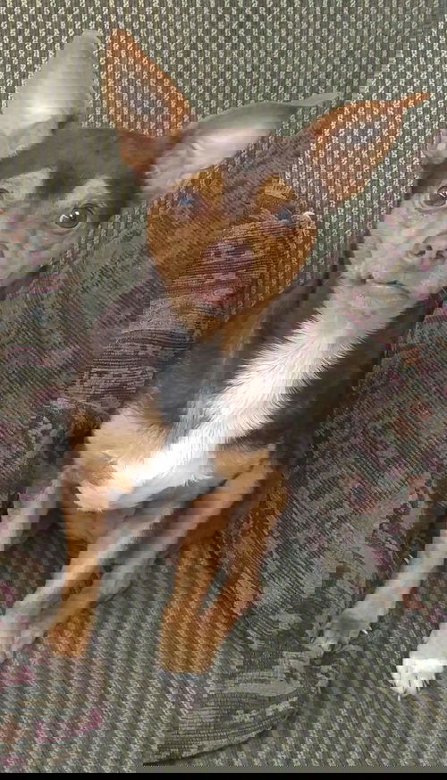Simon