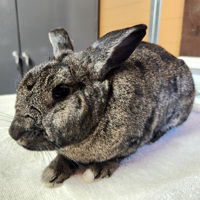 adoptable Rabbit in Salinas, CA named Milkshake