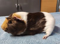 adoptable Guinea Pig in Salinas, CA named Duvalin