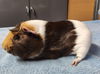 adoptable Guinea Pig in  named Duvalin