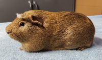 adoptable Guinea Pig in Salinas, CA named Hammy