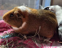 adoptable Guinea Pig in Salinas, CA named Mai