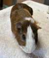 adoptable Guinea Pig in  named Dale