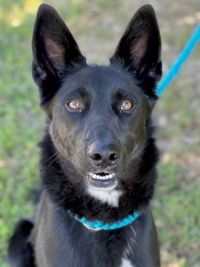 adoptable Dog in Salinas, CA named Halo