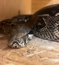 adoptable Snake in Salinas, CA named Boris