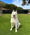 adoptable Dog in Salinas, CA named Max