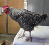 adoptable Chicken in  named Garrett