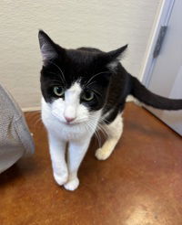 adoptable Cat in Salinas, CA named Oreo