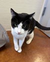 adoptable Cat in Salinas, CA named Oreo