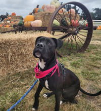 adoptable Dog in Salinas, CA named Deebo