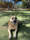 adoptable Dog in Salinas, CA named Coqueta