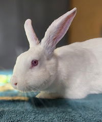 adoptable Rabbit in Salinas, CA named Mallow