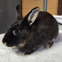 adoptable Rabbit in Salinas, CA named Carmen