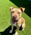 adoptable Dog in Salinas, CA named Camron