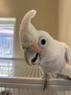 adoptable Bird in Salinas, CA named Big Bird