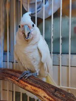 adoptable Bird in Salinas, CA named Kirby