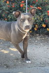 adoptable Dog in Salinas, CA named Lavender