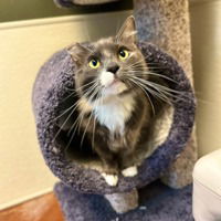 adoptable Cat in Salinas, CA named Bella