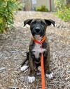 adoptable Dog in Salinas, CA named Leonardo