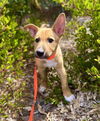 adoptable Dog in  named Raphael