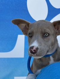 adoptable Dog in Salinas, CA named Oakley