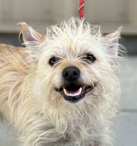 adoptable Dog in Salinas, CA named Snowy