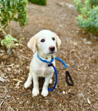 adoptable Dog in Salinas, CA named Maple