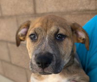 adoptable Dog in Salinas, CA named Tanner