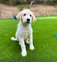 adoptable Dog in Salinas, CA named Chai