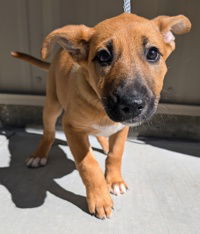 adoptable Dog in Salinas, CA named Matilda