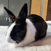 adoptable Rabbit in  named Juni