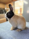 adoptable Rabbit in  named Leo