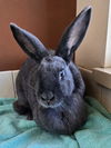 adoptable Rabbit in Salinas, CA named Muenster