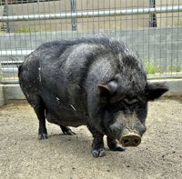 adoptable Pig in Salinas, CA named Stevie