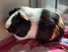 adoptable Guinea Pig in Salinas, CA named Tai