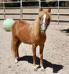 adoptable Horse in Salinas, CA named Rudy