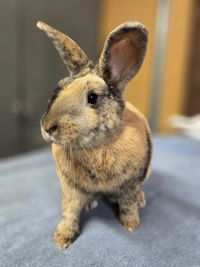 adoptable Rabbit in Salinas, CA named Leah