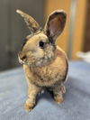 adoptable Rabbit in  named Leah