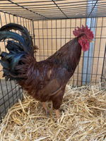 adoptable Chicken in Salinas, CA named Mateo