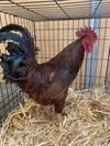 adoptable Chicken in  named Mateo