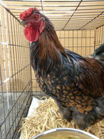 adoptable Chicken in Salinas, CA named Sebastian