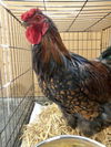 adoptable Chicken in  named Sebastian